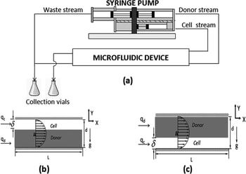 R. Bala Chandran, J. Reinhart, E. Lemke, A. Hubel, Influence of buoyancy-driven flow on mass transfer in a two-stream microfluidic channel: Introduction of cryoprotective agents into cell suspensions, Biomicrofluidics. 6 (2012), doi: 10.1063/1.4767463